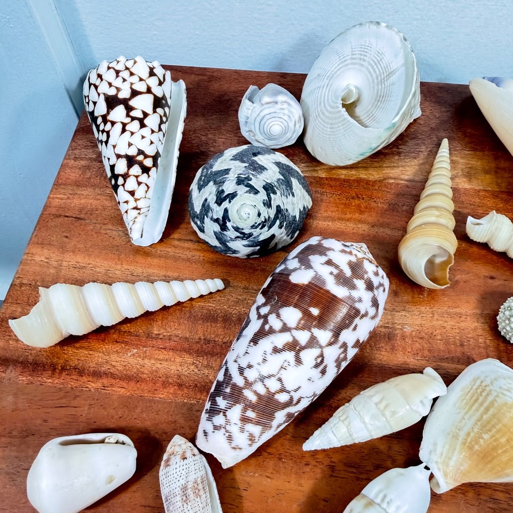 Natural Sea Shell Collection Assorted Lot Cone Cowrie Auger Specimen Decor 51 Pc - Picture 5 of 13